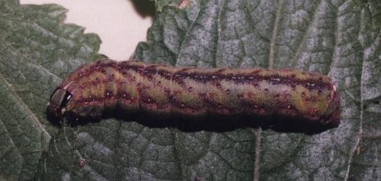 Condica illecta