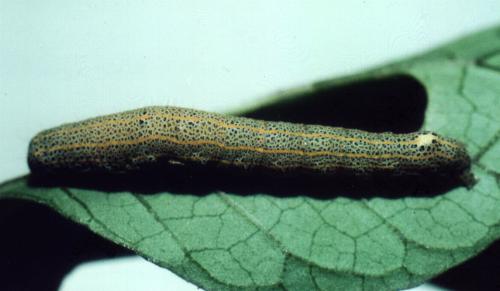 Aedia leucomelas