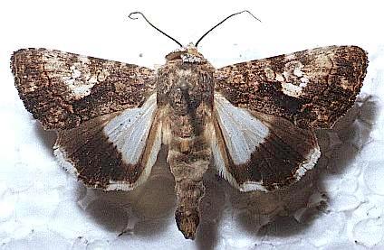 Aedia leucomelas