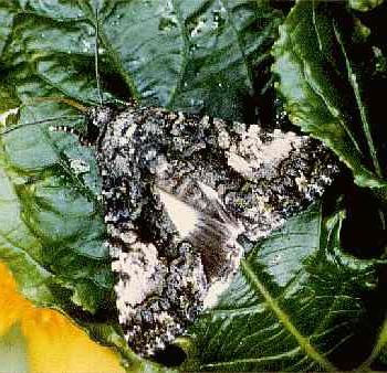 Aedia leucomelas