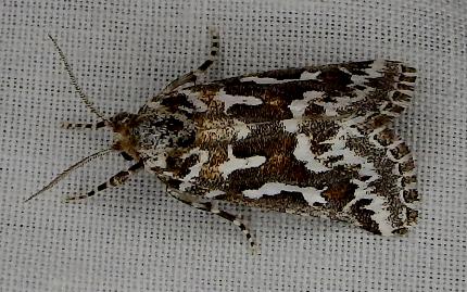 Eremochroa lunata