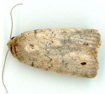 Athetis maculatra