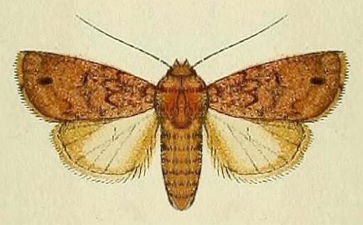 Athetis maculatra