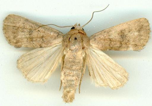 Athetis maculatra