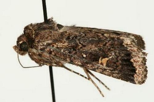 Proteuxoa marginalis