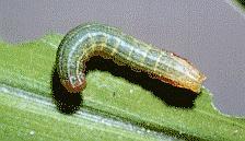 Spodoptera mauritia