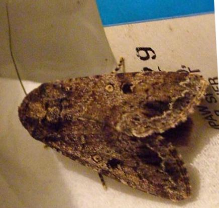 Spodoptera mauritia