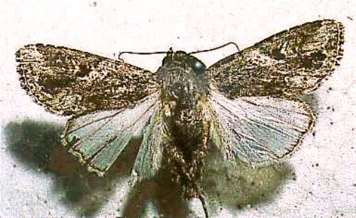 Spodoptera mauritia