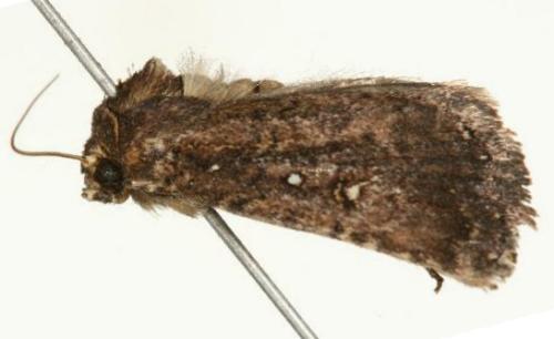 Thoracolopha melanographa