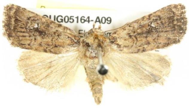 Thoracolopha melanographa