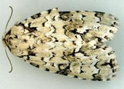 Thalatha melanophrica