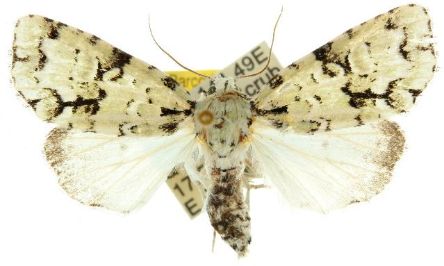 Thalatha melanophrica