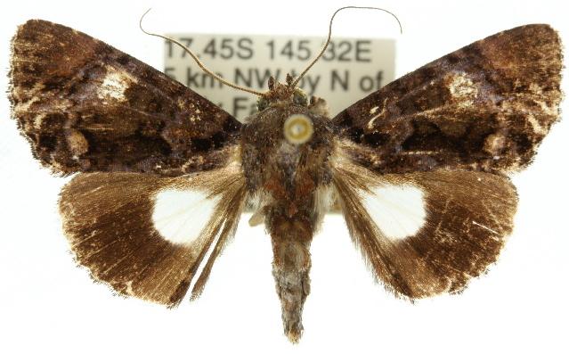 Ecpatia melas