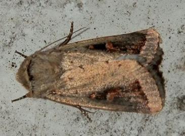 Proteuxoa mesombra