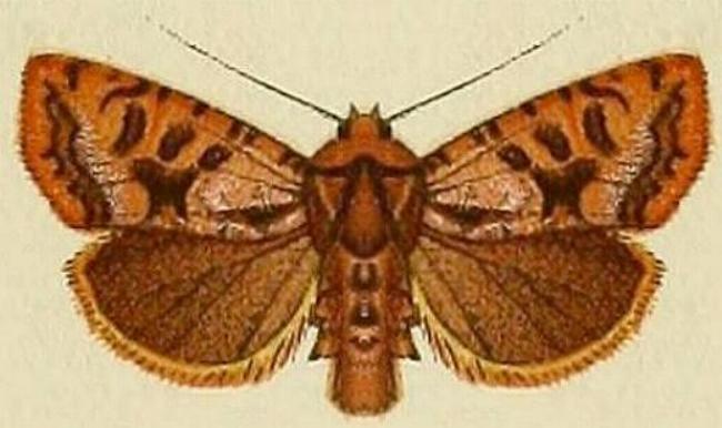 Neumichtis mesophaea