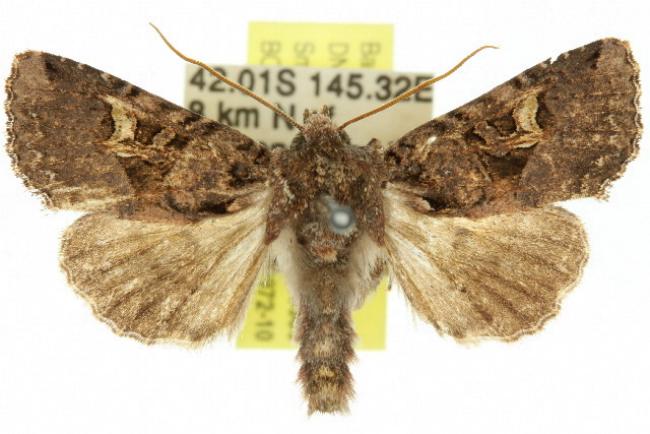 Neumichtis mesophaea