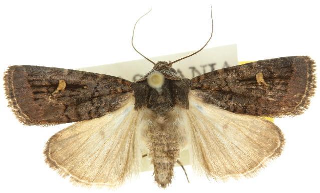 Proteuxoa microspila