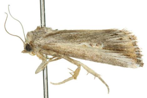 Eremaula minor