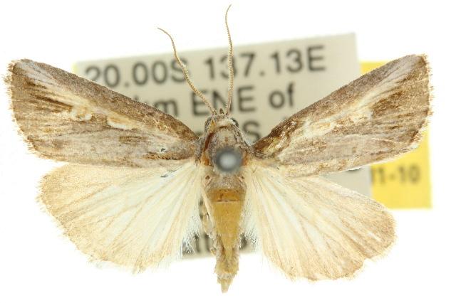 Eremaula minor