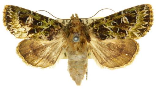 Pachythrix mniochlora