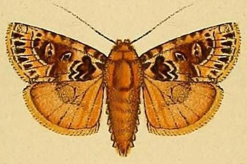 Pachythrix mniochlora