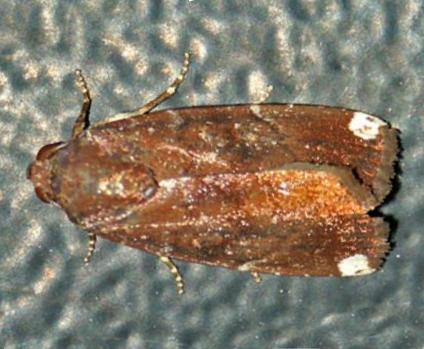 Callyna monoleuca