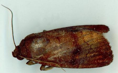 Callyna monoleuca