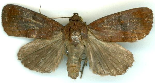 Callyna monoleuca