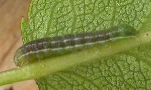 Neumichtis nigerrima