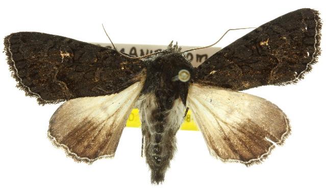 Neumichtis nigerrima