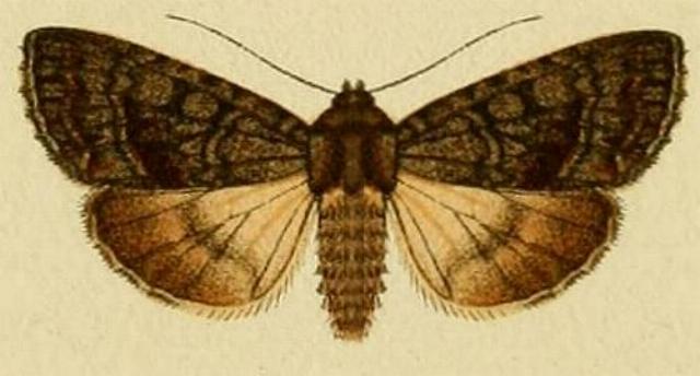 Neumichtis nigerrima