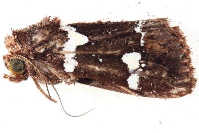 Borbotana nivifascia