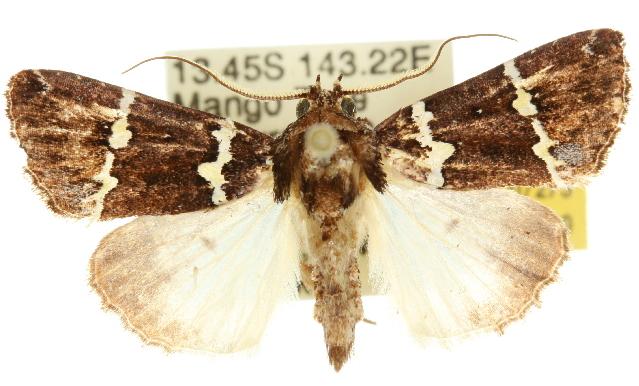 Borbotana nivifascia