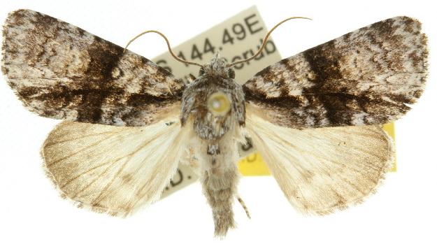 Cycloprora nodyna