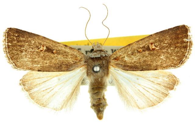 Proteuxoa nuna