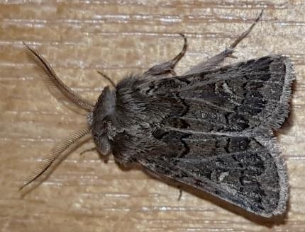 Proteuxoa ochrias