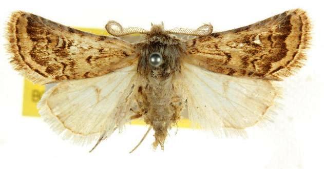 Proteuxoa ochrias