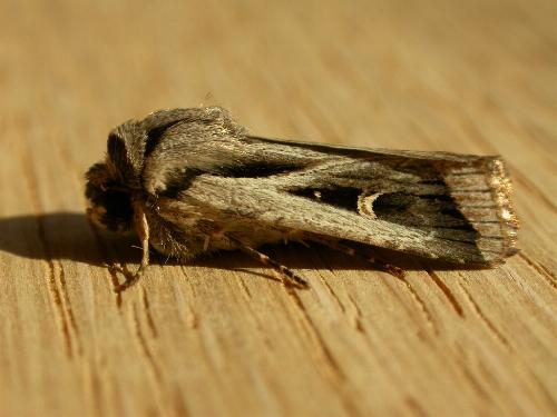 Proteuxoa paragypsa