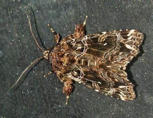 Callopistria rivularis