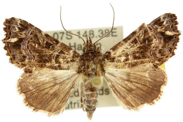 Callopistria rivularis
