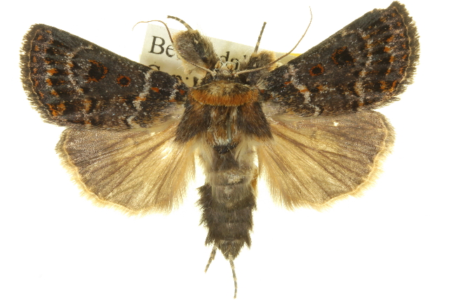 Proteuxoa sanguinipuncta