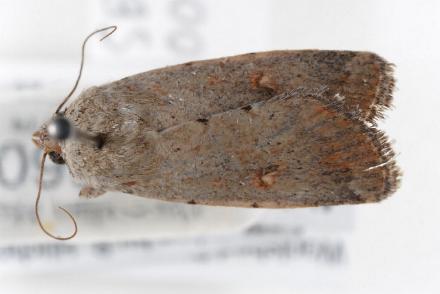 Proteuxoa sarcomorpha