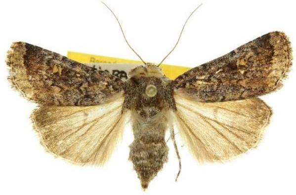 Proteuxoa scotti
