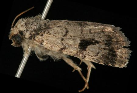 Thoracolopha spilocrossa