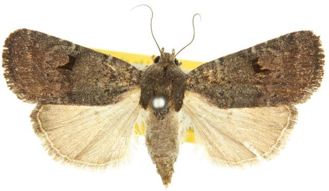 Thoracolopha spilocrossa