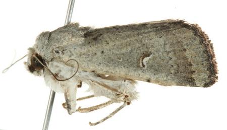 Proteuxoa spodias