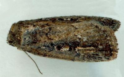 Athetis striolata