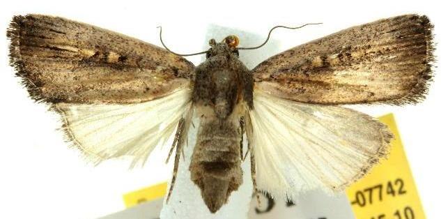 Athetis striolata