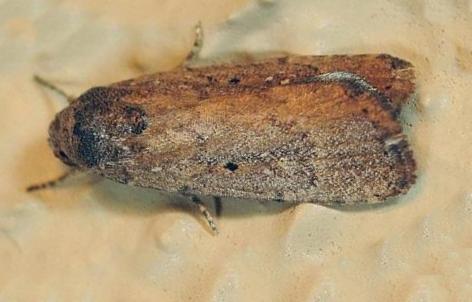 Athetis tenuis