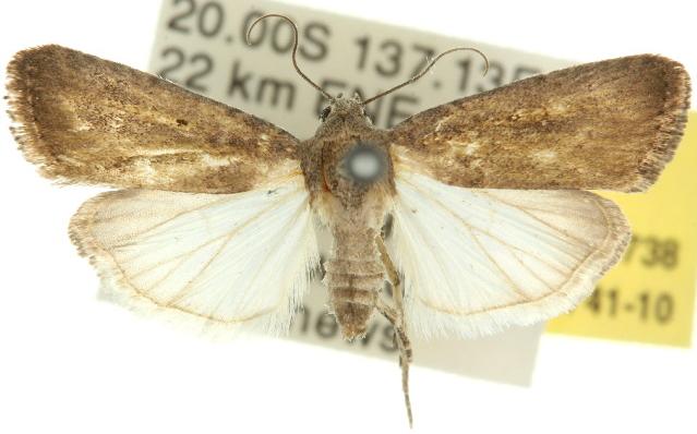 Athetis tenuis